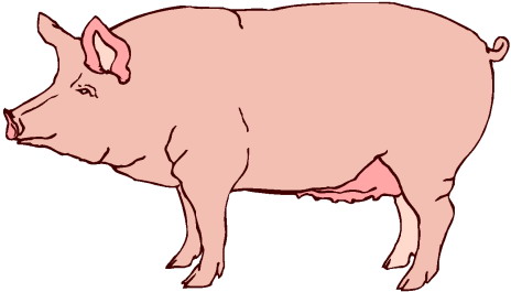 Clip Art Pigs 703071 Jpg - Pig Images Clip Art Clip Art Pigs 703071 Jpg - Pig Images Clip Art