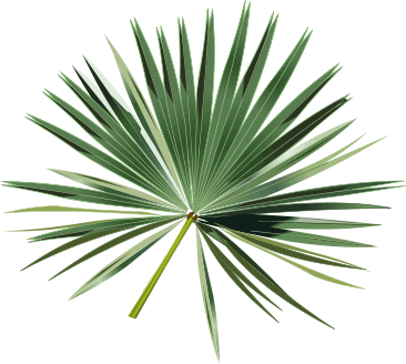 Go Back Gallery For Palm Leav - Palm Leaf Clipart Go Back Gallery For Palm Leav - Palm Leaf Clipart