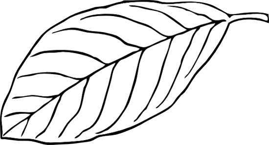 Leaf Clip Art Black And White - Leaves Clipart Black And White Leaf Clip Art Black And White - Leaves Clipart Black And White