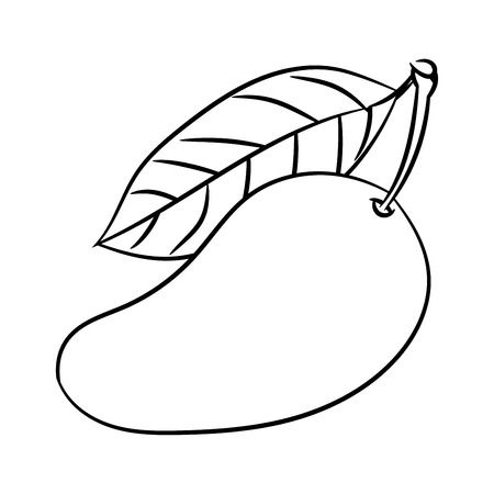 Hand drawn sketch of Mango is - Mango Clipart Hand drawn sketch of Mango is - Mango Clipart