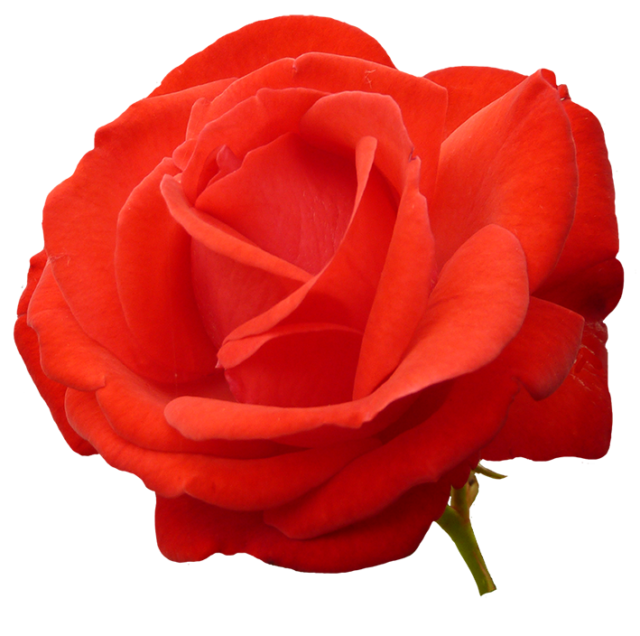 red red rose clipart ... - Clipart Roses red red rose clipart ... - Clipart Roses