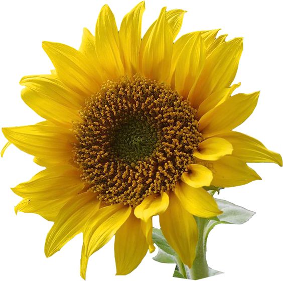 Sunflower Clip Art | ... Reso - Sun Flower Clip Art Sunflower Clip Art | ... Reso - Sun Flower Clip Art