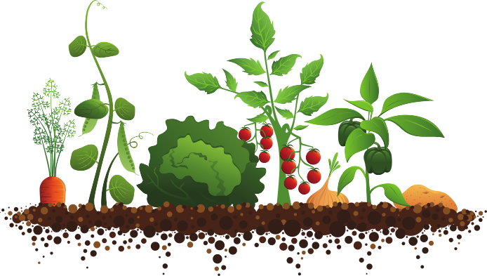 Vegetable garden clipart and - Garden Clipart Vegetable garden clipart and - Garden Clipart