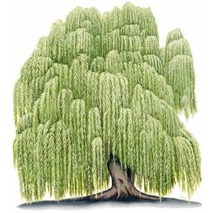Willow Tree Clip Art