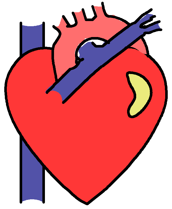 Anatomical Heart Clipart