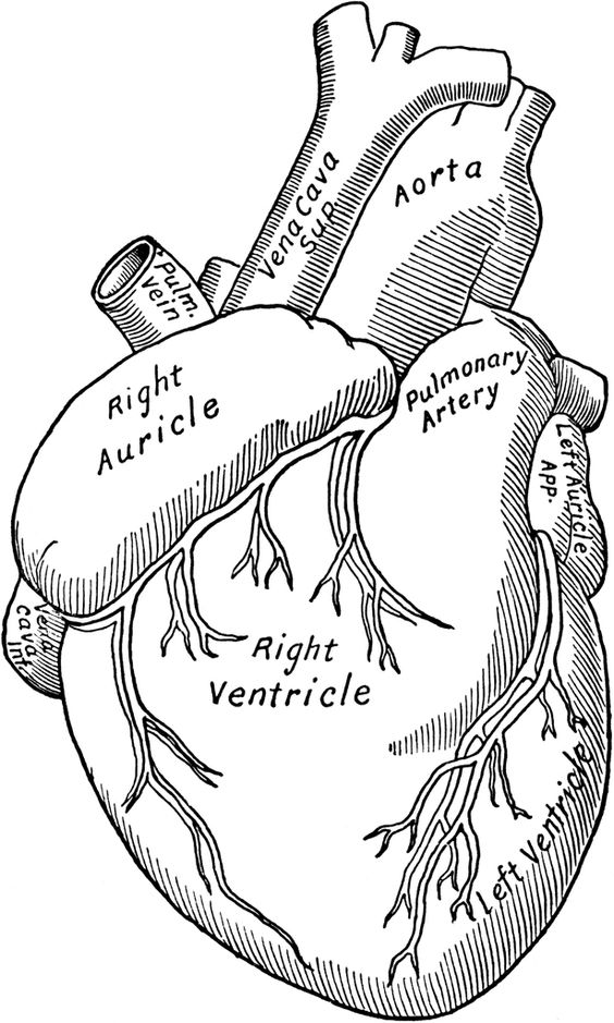 Anatomical Heart Clip Art-anatomical heart clip art-1