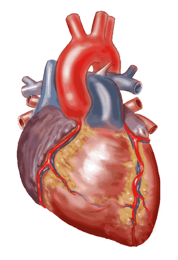 Anatomy Clip Art; Heart .-Anatomy Clip Art; Heart .-3