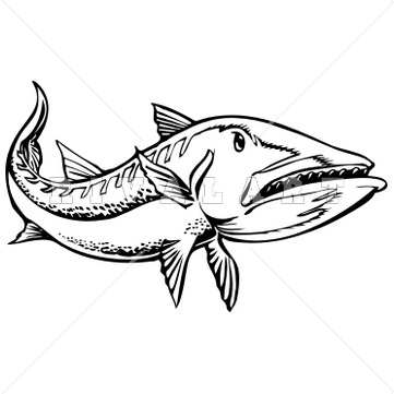 Barracuda 20clip 20art Clipart Panda Fre-Barracuda 20clip 20art Clipart Panda Free Clipart Images-2