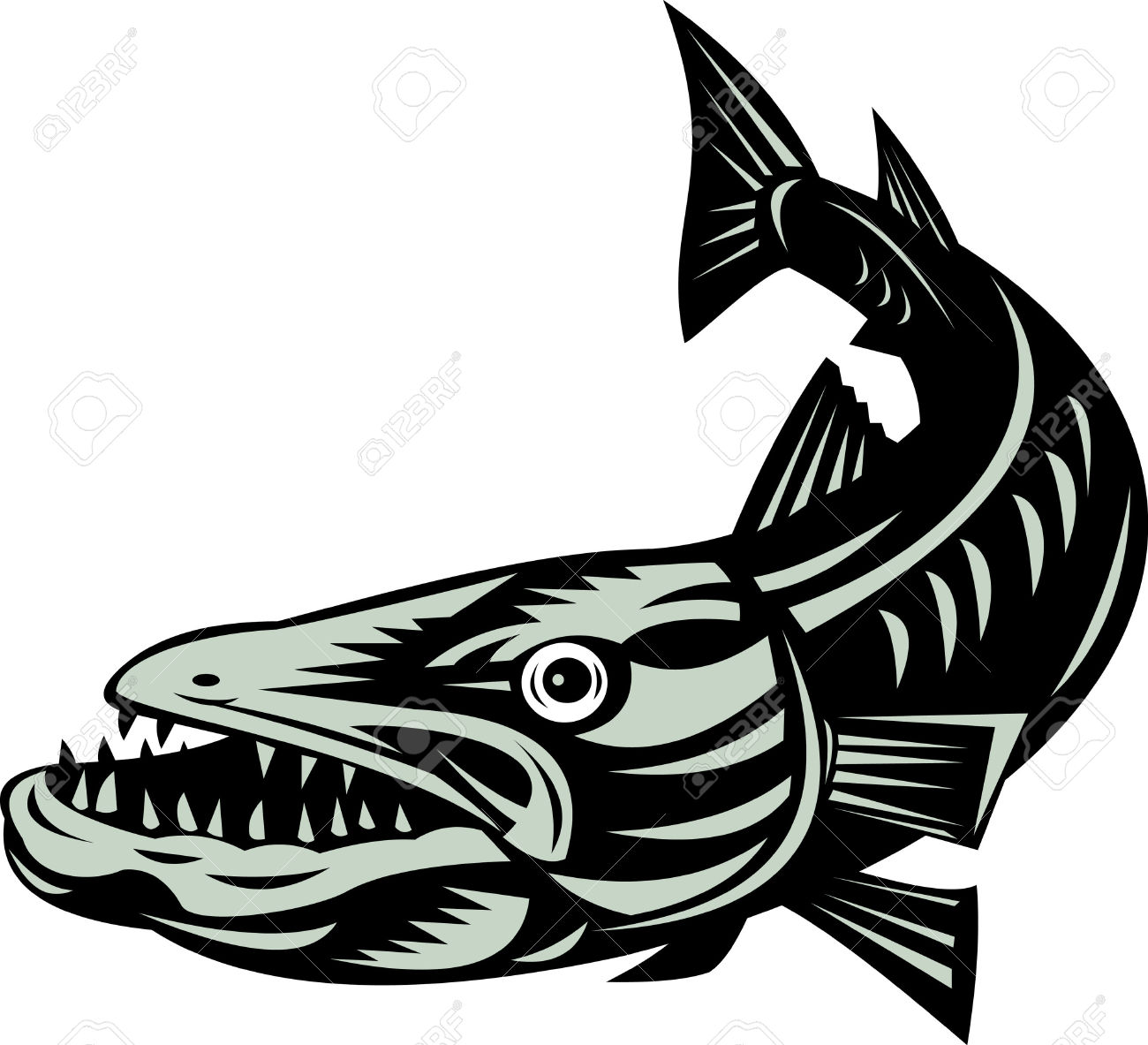 Barracuda Clipart #71-barracuda clipart #71-8