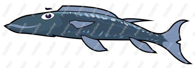 Barracuda Clipart #77-barracuda clipart #77-9