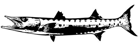 Barracuda Fish II. Vector Stock Photogra-Barracuda fish II. vector Stock Photography-10