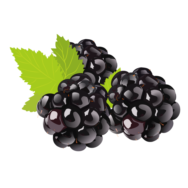 Fruit Drawing Clipart Blackberry, Fruit -fruit drawing clipart blackberry, Fruit Logo, Set Clipart, Exquisite Clipart  PNG Image and-15