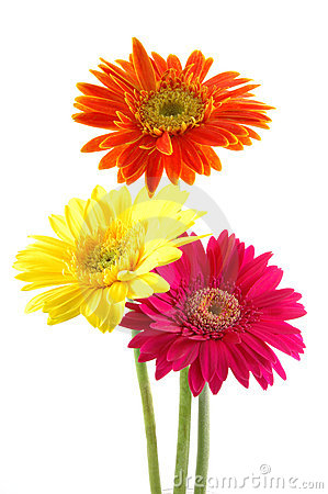 Blue Gerber Daisy Clip Art. Colorful Ger-Blue Gerber Daisy Clip Art. Colorful gerber daisies .-1