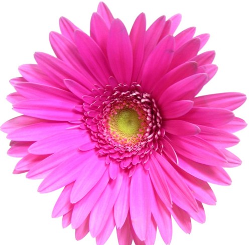 Blue Gerber Daisy Clip Art-Blue Gerber Daisy Clip Art-2