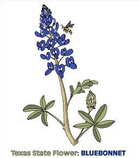 Bluebonnet-Bluebonnet-1