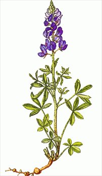 Bluebonnet-Bluebonnet-2