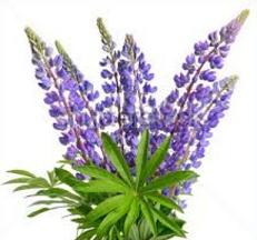 Bluebonnet-Bluebonnet-4