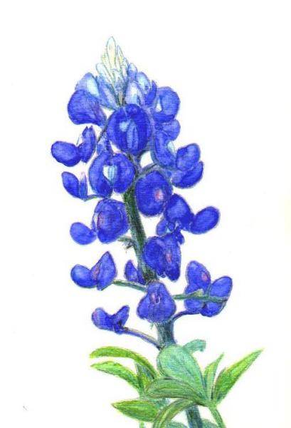 Bluebonnet Border Clipart-Bluebonnet Border Clipart-5