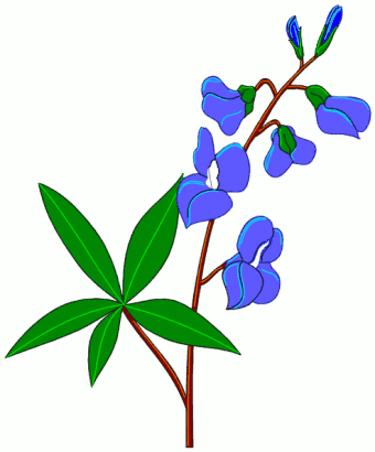Bluebonnet Clipart-Bluebonnet Clipart-9