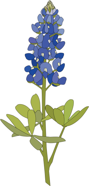 Bluebonnet Flower Vector Art .-Bluebonnet Flower vector art .-12