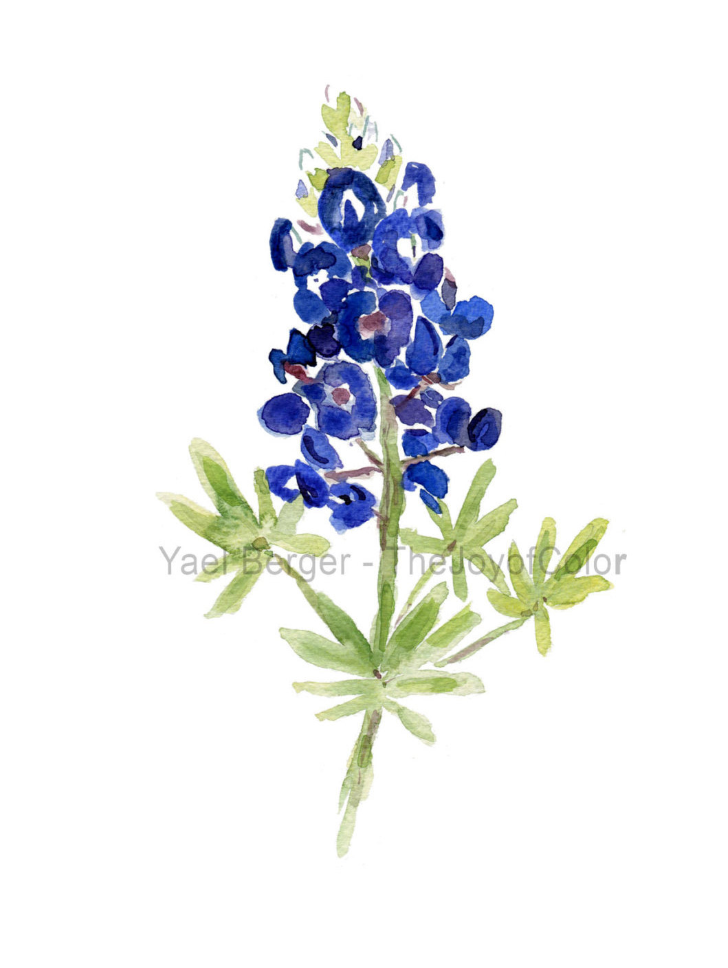 Bluebonnets Clipart Popular Items For Bl-Bluebonnets Clipart Popular items for bluebonnets on etsy-14