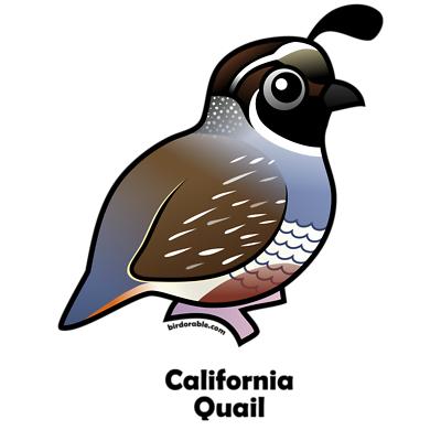 California Quail Gifts Women S V Neck Da-California Quail Gifts Women S V Neck Dark T Shirt-1