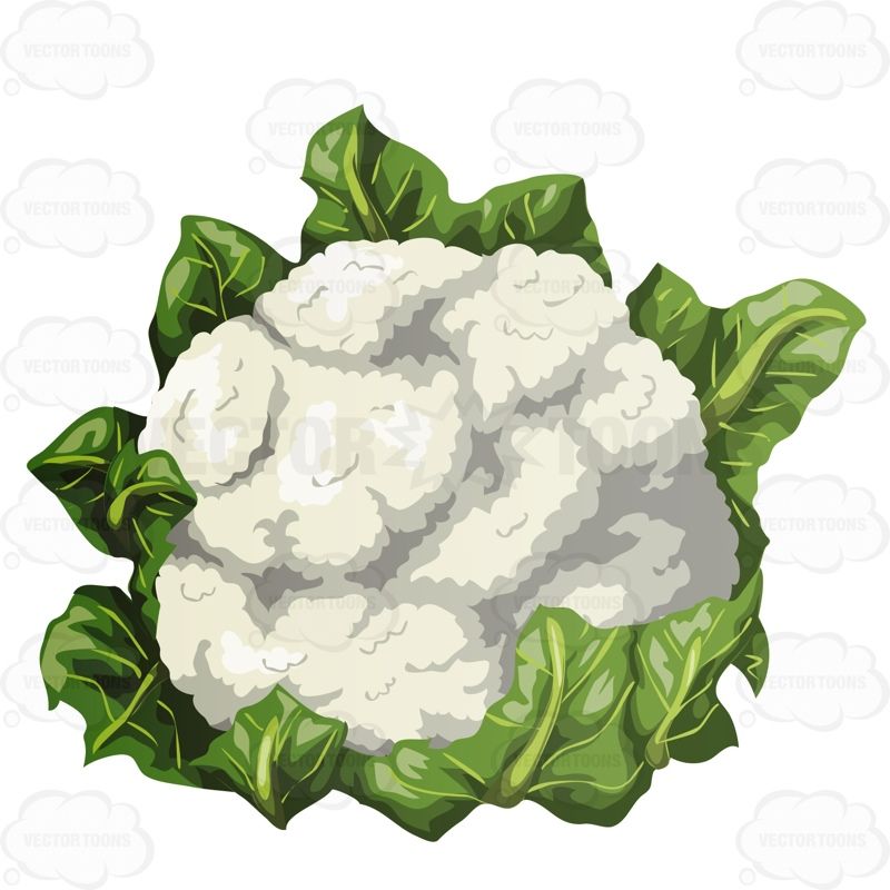 Cauliflower Clipart - Google Search-cauliflower clipart - Google Search-7