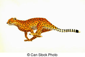 Cheetah Running-Cheetah Running-5