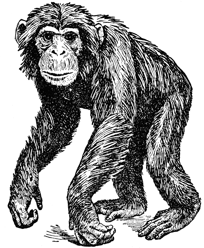 Chimpanzee Clipart -chimpanzee clipart -6
