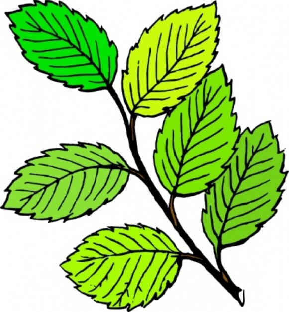 Clipart Leaves-Clipart Leaves-3
