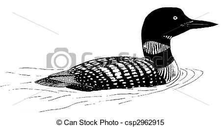 Common Loon - Gavia Immer-Common Loon - Gavia immer-3
