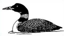 Common Loon-Common Loon-4