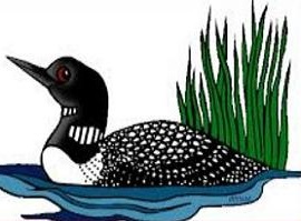 Common Loon-Common Loon-5