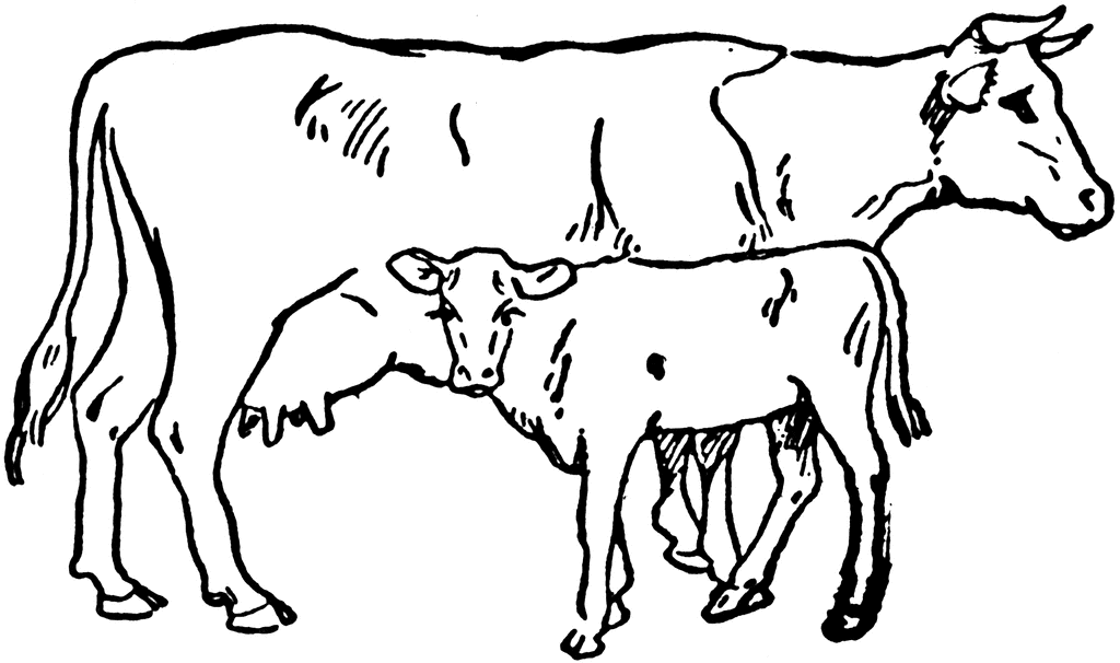 Cow And Calf Clipart Etc-Cow And Calf Clipart Etc-10
