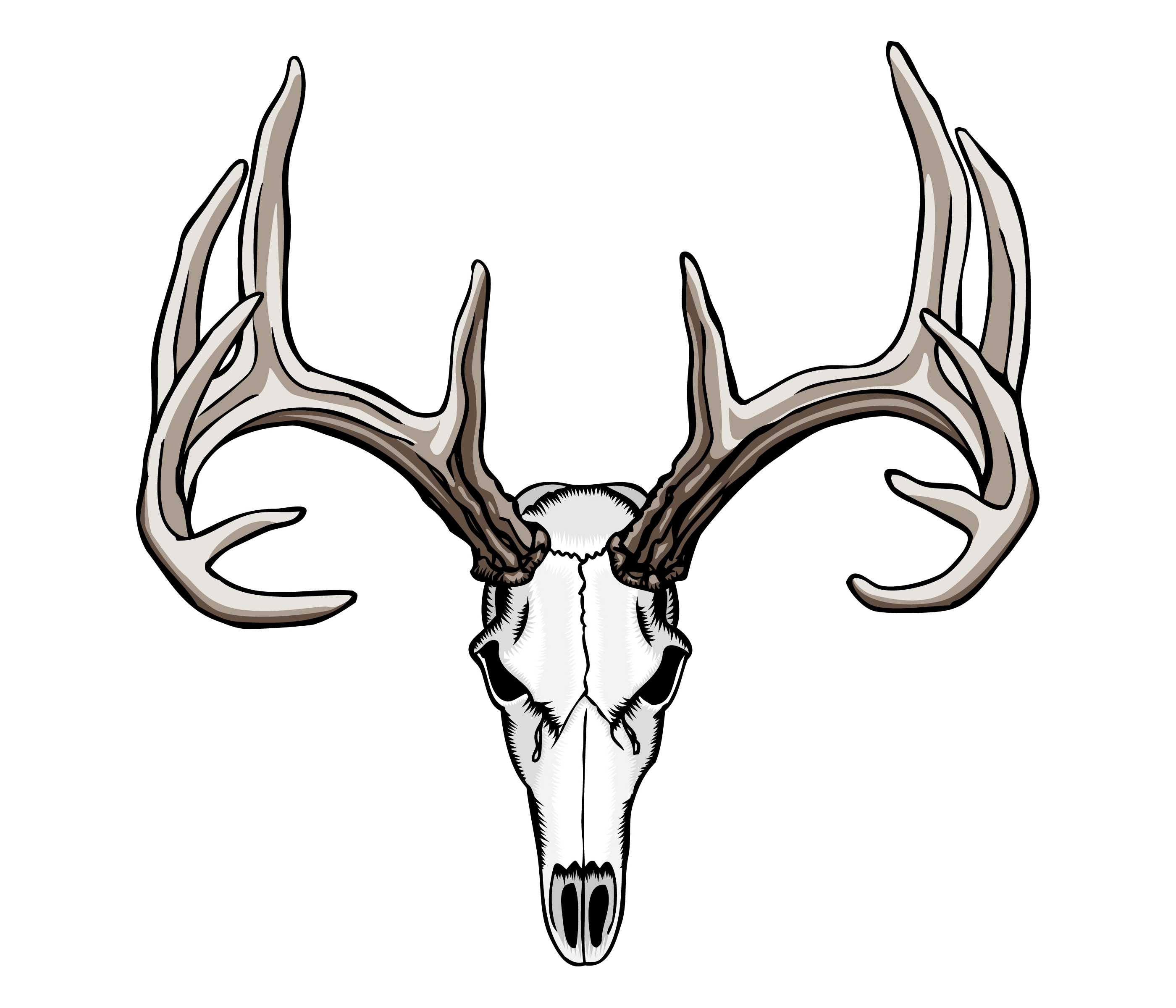 Deer Skull Drawing 21296 Whitetail Deer -Deer Skull Drawing 21296 Whitetail Deer Skull Tattoos Jpg-11