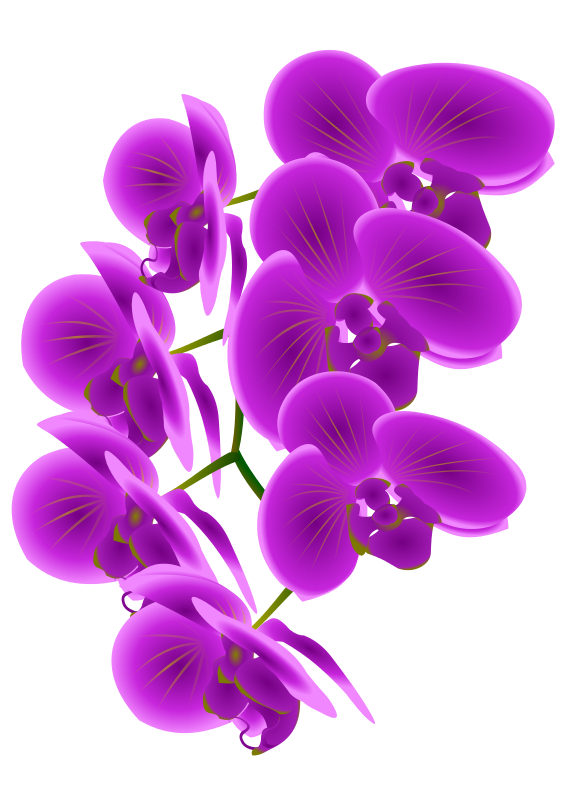 Free Beautiful Purple Orchid Flower Clip-Free Beautiful Purple Orchid Flower Clip Art-2