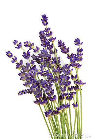 Free Clipart Lavender Flowers - ClipartF-Free clipart lavender flowers - ClipartFox-1