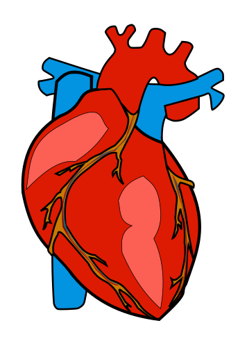 Free Human Heart Clip Art-Free Human Heart Clip Art-7