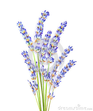 Free Lavender Clipart - .-Free lavender clipart - .-2
