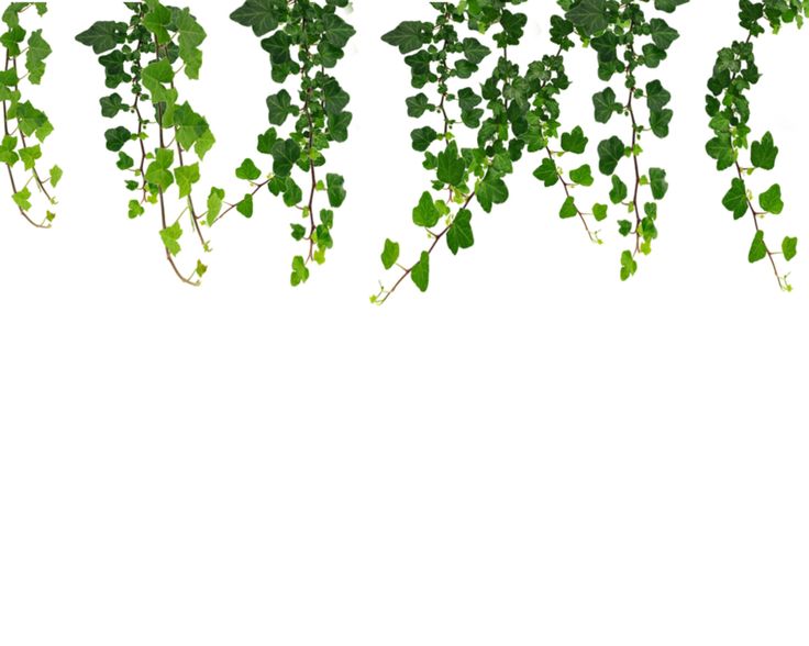 Free Vine Clip Art Pictures - Clipartix-Free Vine Clip Art Pictures - Clipartix-5