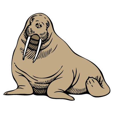 Free Walrus Clip Art A Graphics-Free walrus clip art a graphics-2