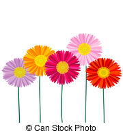... Gerber Daisy Isolated On White Backg-... Gerber Daisy isolated on white background-6