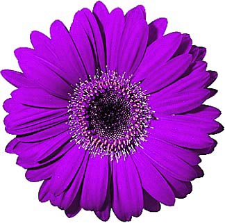 Gerbera Daisy Clipart Cliparts Co-Gerbera Daisy Clipart Cliparts Co-8