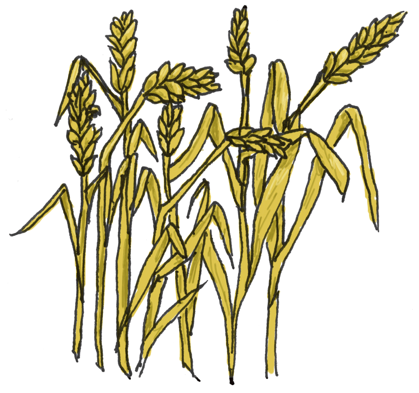 Grains Clipart Black And White Clipart P-Grains Clipart Black And White Clipart Panda Free Clipart Images-10