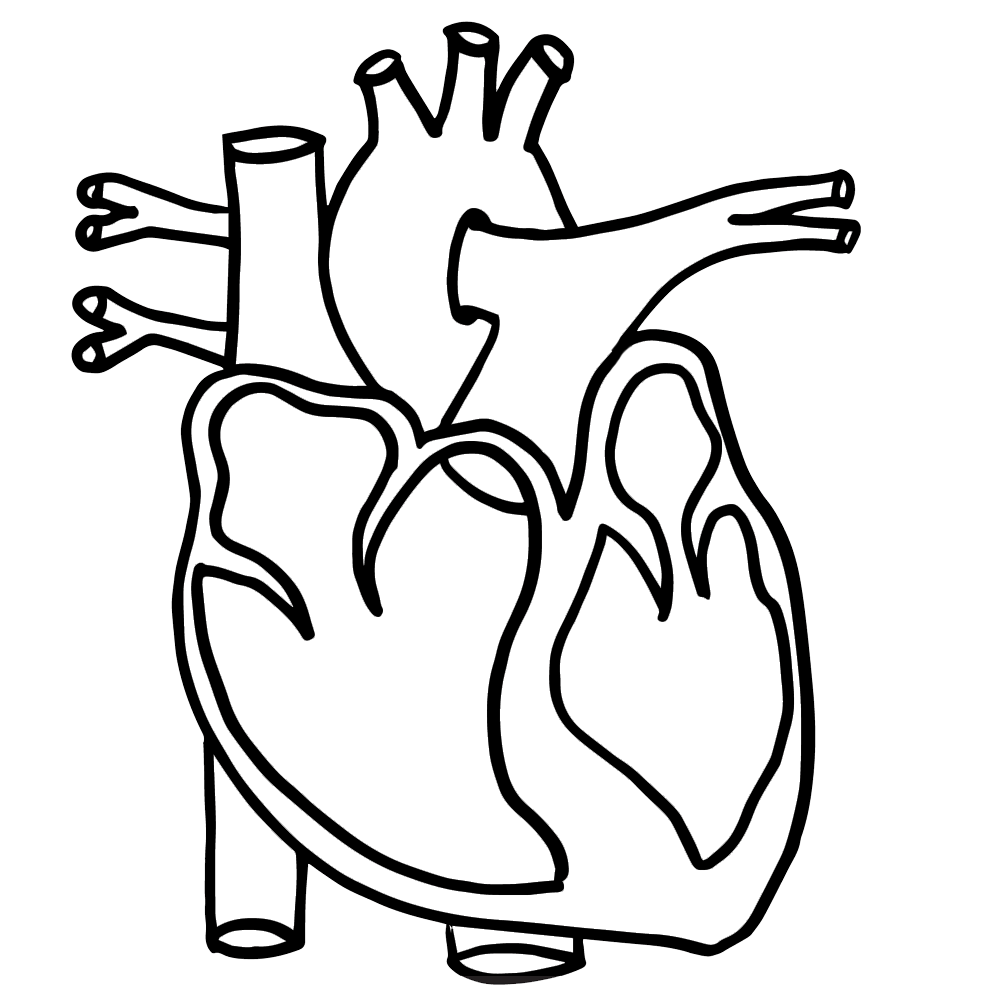 Heart Anatomy Coloring Page-Heart Anatomy Coloring Page-8