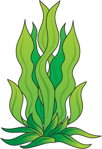 How To Draw Seaweed Clipart Best-How To Draw Seaweed Clipart Best-1