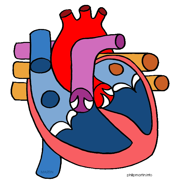 Human Heart Clipart-human heart clipart-9