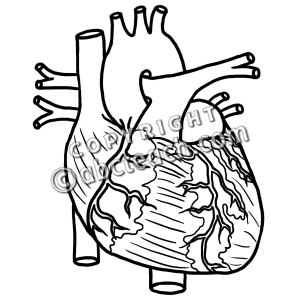 Human Heart Clipart Black And White-Human Heart Clipart Black And White-11
