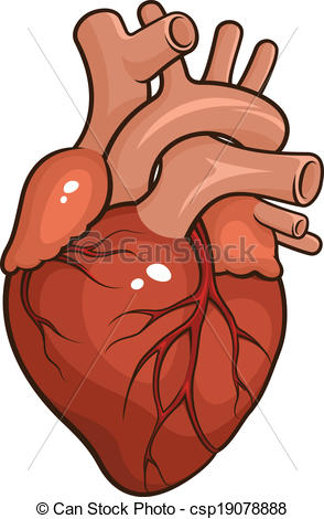Human Heart Clipart - Clipart Kid-Human Heart Clipart - Clipart Kid-12