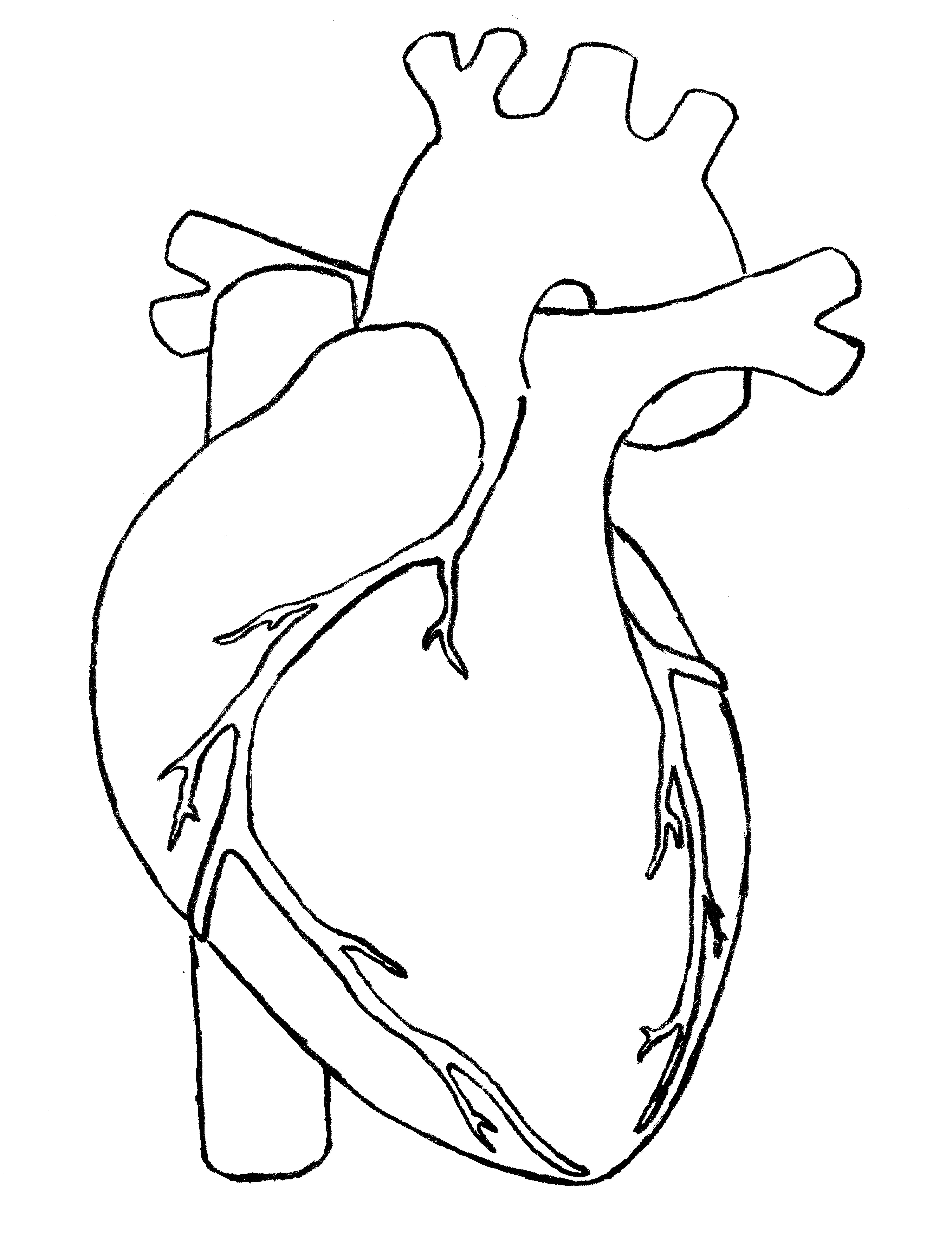 Human Heart Clipart Drawing - ClipartFes-Human heart clipart drawing - ClipartFest-13